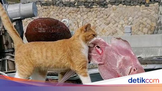 Gemes Banget Penguin Hingga Kucing Ini Suka Beli Makanan Sendiri