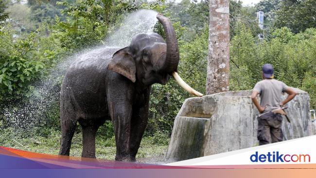 Bahasa Arab Gajah Adalah Bahasa Arab Gajah Adalah