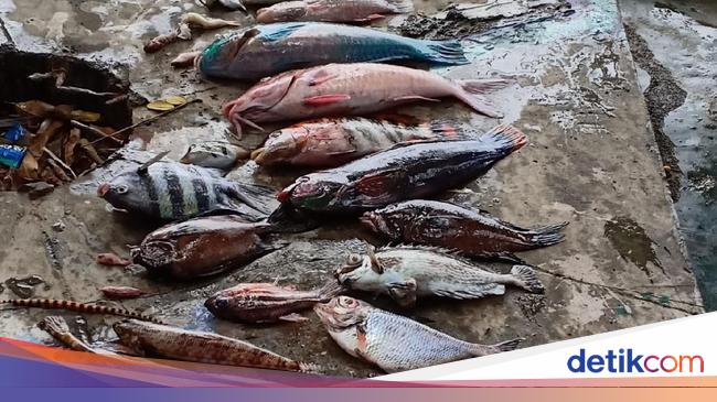 Penjelasan Ilmiah KKP Soal Fenomena Kematian Ikan Masal di Maluku Utara - detikNews