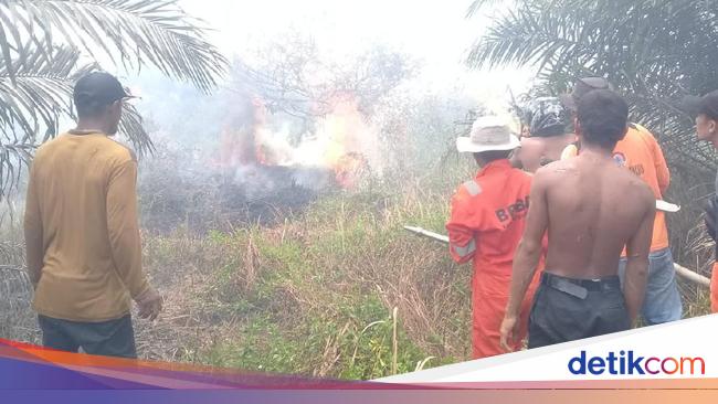 12 Hektare Lahan Sawit Di Agam Sumbar Terbakar 6577