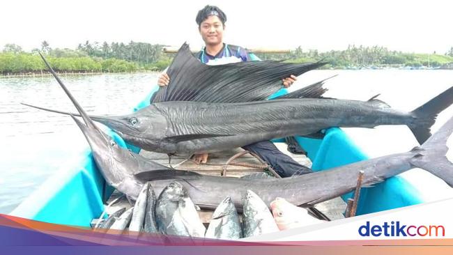 Jangilus Nama Lokal Ikan  Marlin  Favorit Pemancing di  