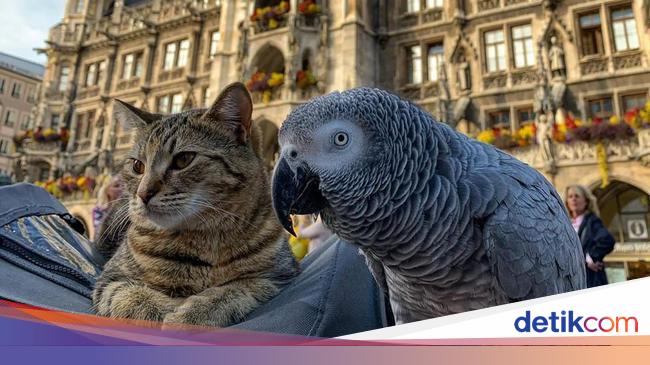 Kucing Dan Burung Beo Traveling Bareng Keliling Eropa Kamu Kapan