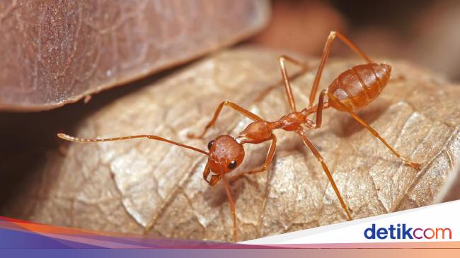 Doa dan Mukjizat Nabi  Sulaiman  Seperti Paham Bahasa  Doa dan Mukjizat Nabi  Sulaiman  Seperti Paham Bahasa