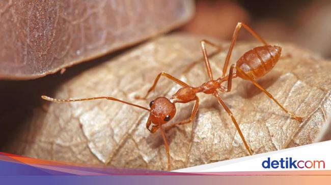 Doa Dan Mukjizat Nabi Sulaiman Seperti Paham Bahasa Binatang Taklukan Jin