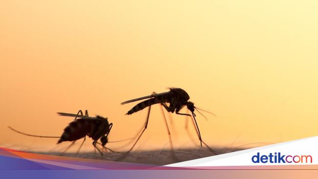 Cara mengusir nyamuk di kamar secara alami