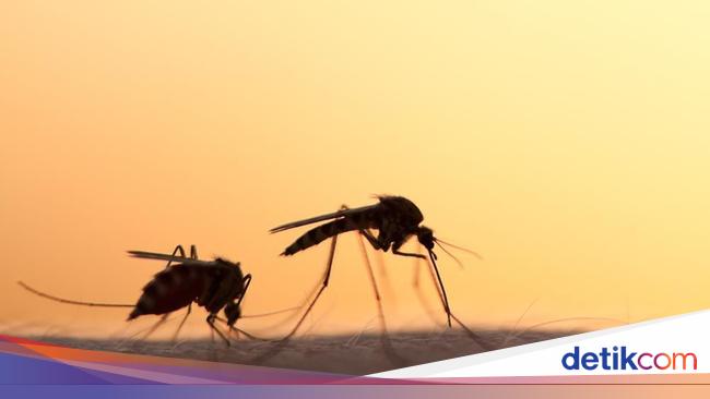 5 Cara Mengusir Nyamuk Secara Alami Tanpa Obat Semprot 5 Cara Mengusir Nyamuk Secara Alami Tanpa Obat Semprot