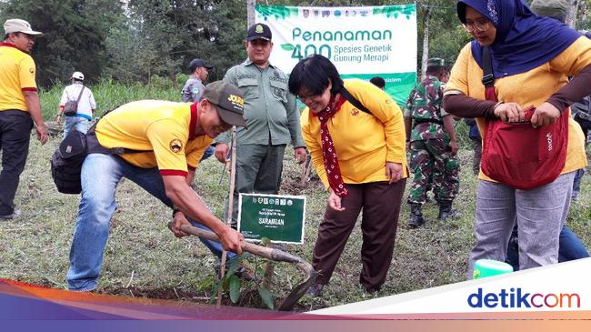 6 Jenis Pohon Langka Ditanam Di Hutan Konservasi Gunung Merapi 6 Jenis Pohon Langka Ditanam Di Hutan Konservasi Gunung Merapi