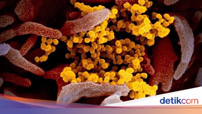 Berapa Lama Virus Corona Bertahan Di Dalam Tubuh