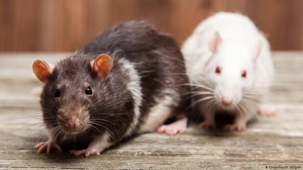 Pertolongan Pertama Pada Pengidap Virus Hanta di Bandung