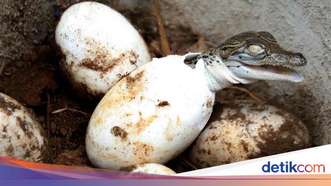 Bukan Telur Ayam 5 Telur Aneh Ini Juga Enak Dimakan