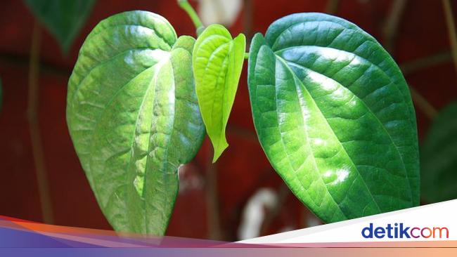 Jenis Tanaman Obat Keluarga Dan Khasiatnya Lengkap