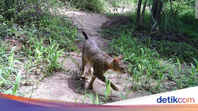 Ada Kucing Misterius Di Hutan Madagaskar