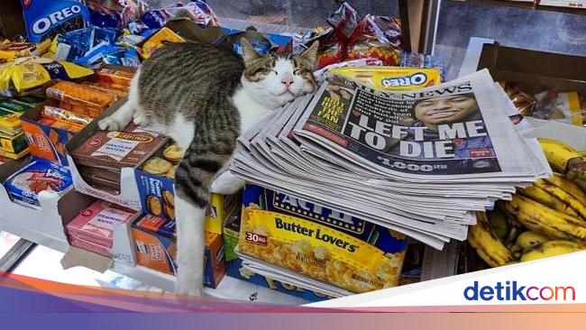 Gemas Twitter Ini Isinya Foto Kucing Nongkrong Di Supermarket