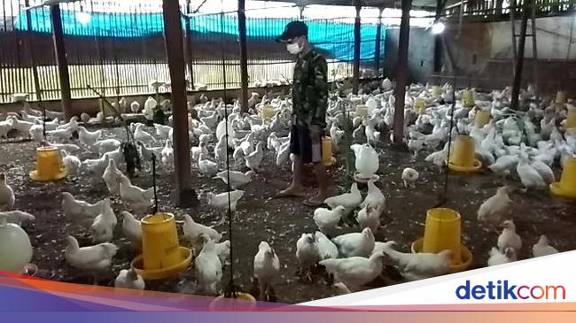 Pemerintah Diminta Lancarkan Distribusi Pakan Ternak Jika Lockdown Halaman All Kompas Com