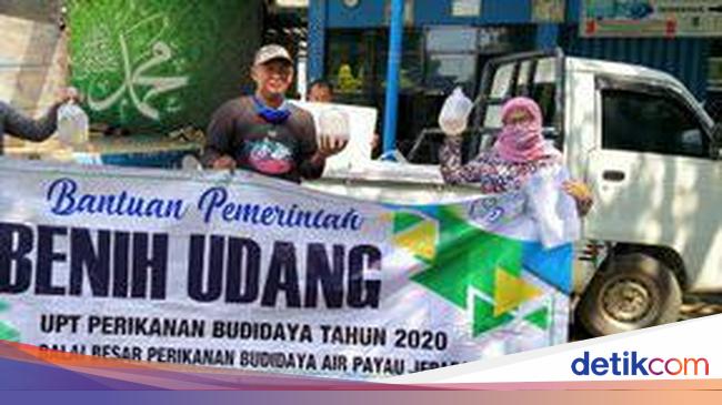 KKP Bagi 2,2 Juta Benur Udang Vaname ke Pembudidaya Kecil