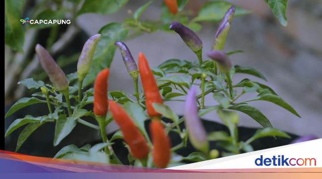 Kreatif Tanam Cabai Di Atap Rumah Sehari Panen 2 5 Kilogram