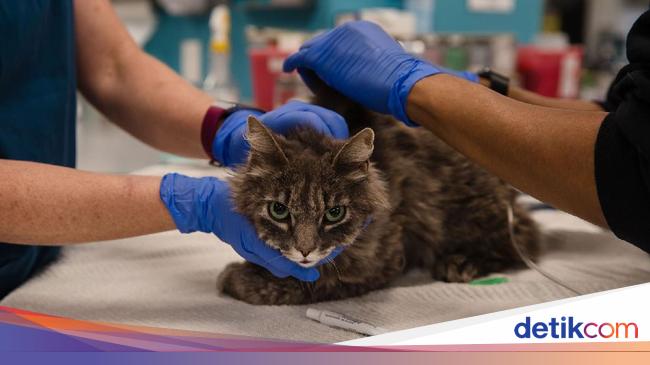 Mau Ada 'BPJS Hewan' di Jakarta, dari Mana Duitnya?