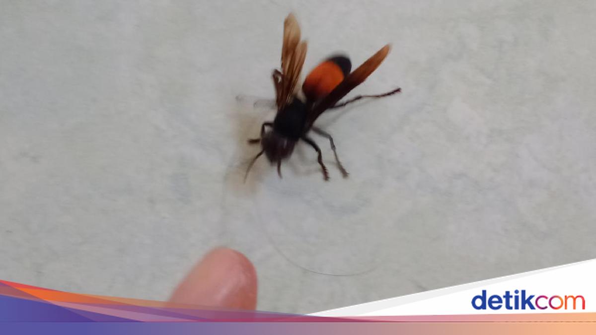 Bocah 6 Tahun Meninggal Usai Disengat Tawon Vespa di Bojonggede Bogor