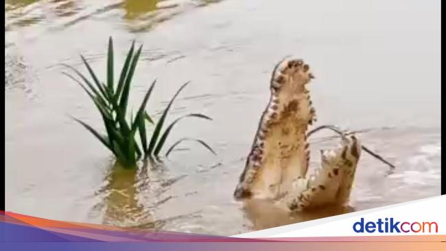 Viral Video Warga Belah Buaya yang Terkam Nelayan di Riau, Begini Ceritanya - detikNews