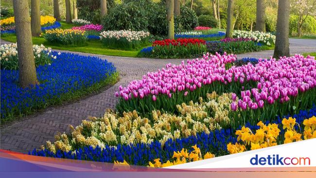 Mengintip Taman Bunga Tulip Terindah  di Dunia Foto 2