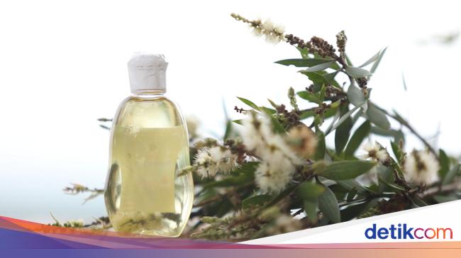 8 Manfaat Minyak Kayu Putih Untuk Kesehatan 8 Manfaat Minyak Kayu Putih Untuk Kesehatan