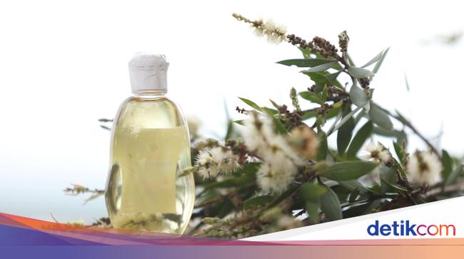 8 Manfaat Minyak Kayu Putih Untuk Kesehatan 8 Manfaat Minyak Kayu Putih Untuk Kesehatan