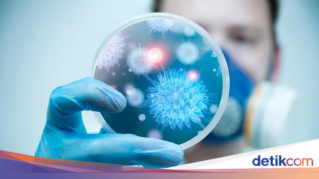 Penyakit, Ciri-Ciri dan Gejala Virus Flu Babi G4