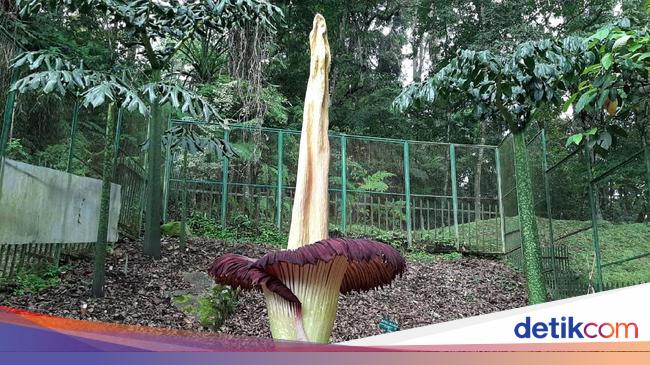 5 Tumbuhan Langka Di Indonesia Dan Daerah Asalnya