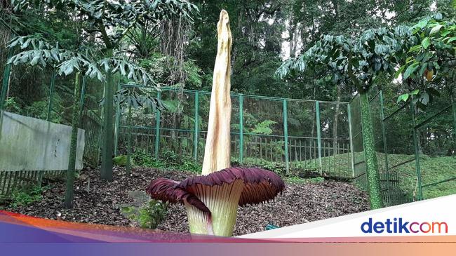 5 Tumbuhan Langka Di Indonesia Dan Daerah Asalnya