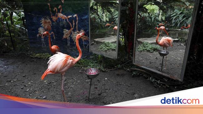 Potret Muram Satwa Kebun Binatang Bertahan Di Tengah Wabah Corona