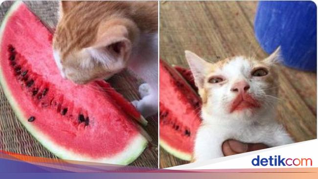 Gemas Aksi Lucu Kucing Makan Semangka Ini Viral Di Medsos