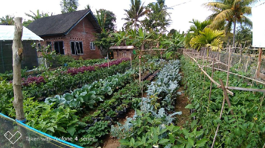 Kementan Dorong Pemanfaatan Lahan Pekarangan Untuk Kebutuhan Pangan