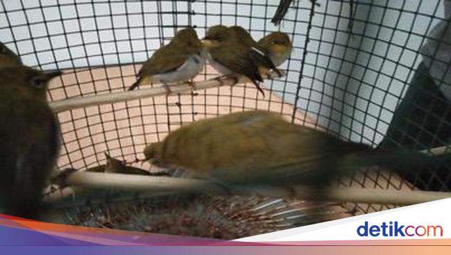 Amankan 1 266 Burung Pleci Ilegal Di Medan Klhk Tangkap 2 Pelaku