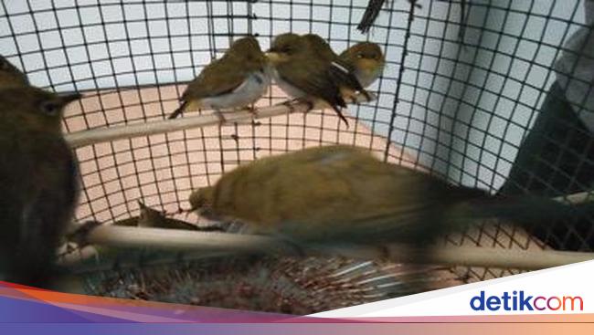 Amankan 1 266 Burung Pleci Ilegal Di Medan Klhk Tangkap 2 Pelaku Amankan 1 266 Burung Pleci Ilegal Di Medan Klhk Tangkap 2 Pelaku