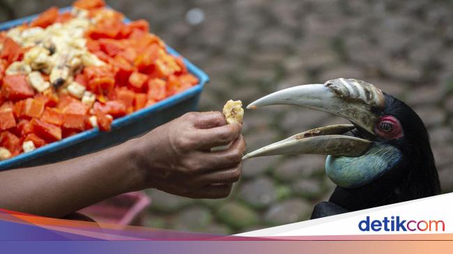 Halo Traveler Burung Burung Di Taman Mini Butuh Bantuan Makanan
