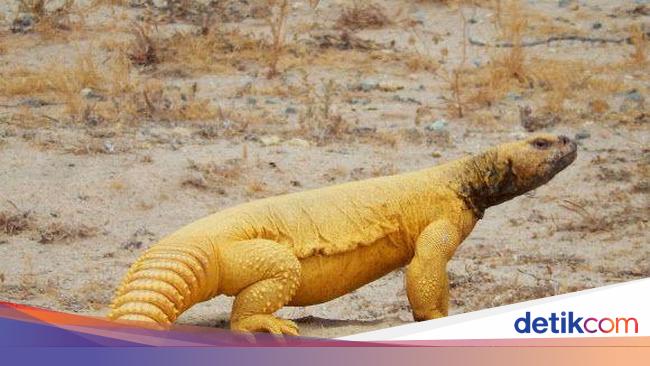 Di Arab Saudi Kadal Gurun Ini Laris Manis Jadi Makanan Enak