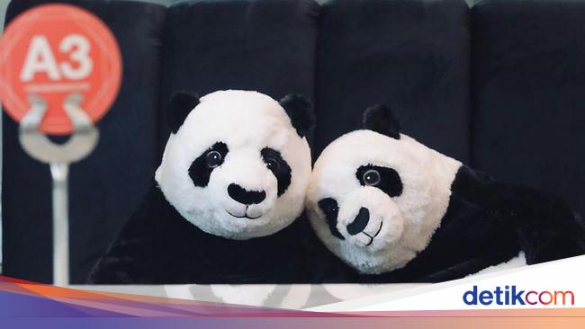 Viral Bahasa Panda di Soal UTBK, Bagaimana Hewan Lucu Nan ...