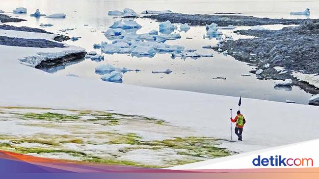 Ajaib, Salju di Antartika Berubah Jadi Hijau