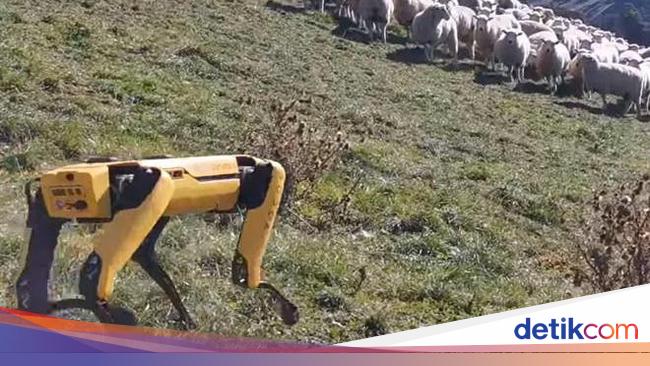 Canggih Robot Ini Jadi Gembala Kawanan Domba 