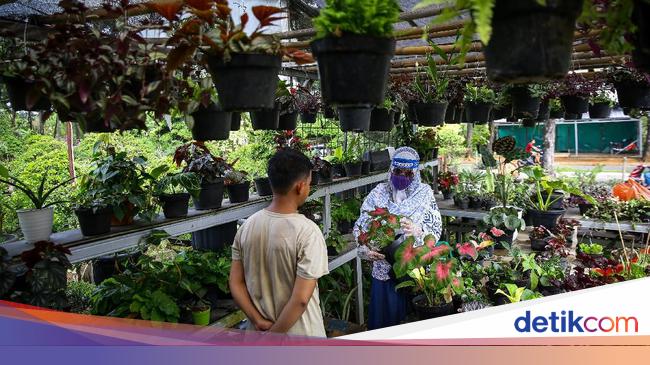 Geliat Penjual Tanaman Hias Panen Rezeki Di Tengah Pandemi