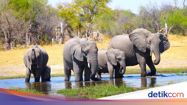 Hari Gajah Internasional Berikut Negara Dengan Daya Tarik Wisata Hewan Itu