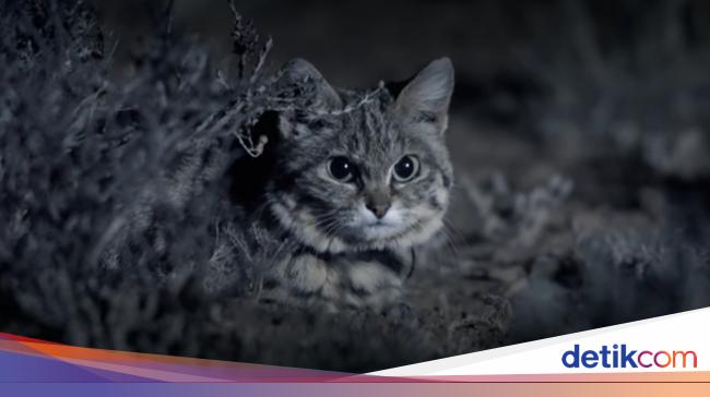 Awas Kucing Ini Gemesin Tapi Mematikan