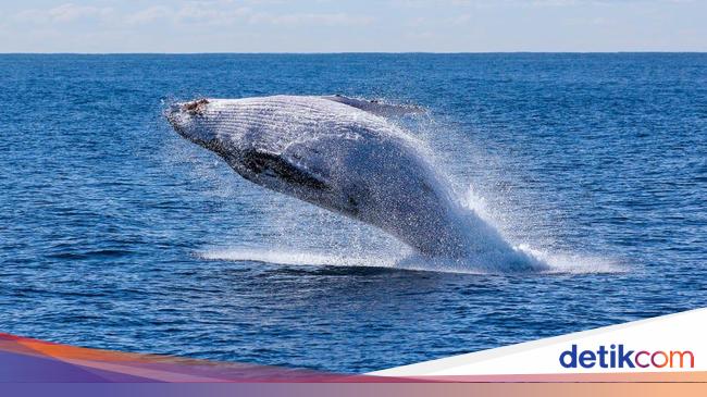 10 Fakta Paus Biru Hewan Terbesar di Bumi 10 Fakta Paus Biru Hewan Terbesar di Bumi
