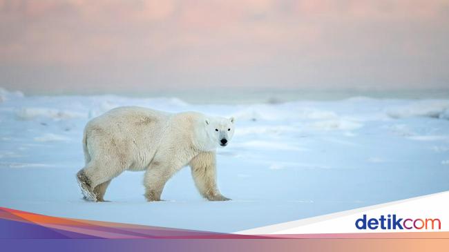 Mengenal Perbedaan Ciri Ciri Umum Dan Ciri Ciri Khusus Pada Makhluk Hidup