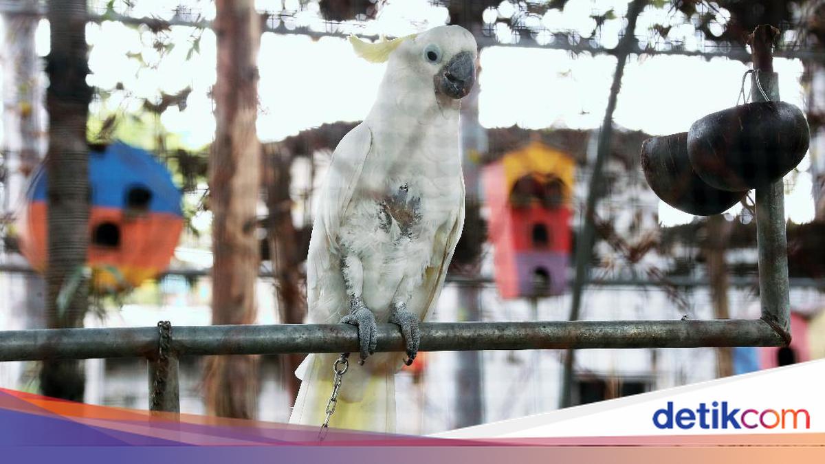 Mendapatkan Burung, Perubahan dan Kebebasan hingga Kemalangan