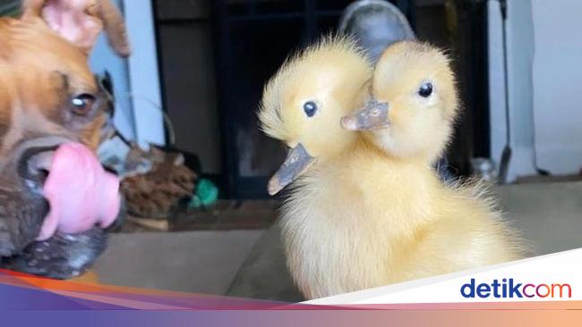 Kumpulan Foto Lucu Yang Lihatnya Harus Berkali Kali