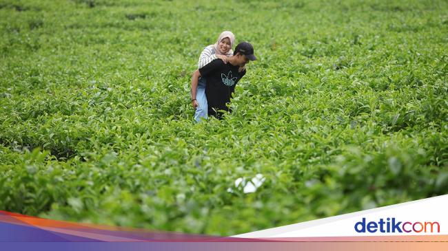 Puncak Ramai Saat Psbb Kemenparekraf Buka Suara