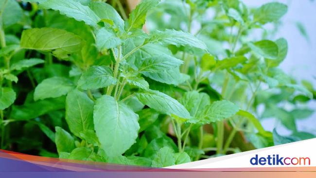 7 Manfaat Daun Kemangi untuk Kamu yang Doyan Lalapan 7 Manfaat Daun Kemangi untuk Kamu yang Doyan Lalapan