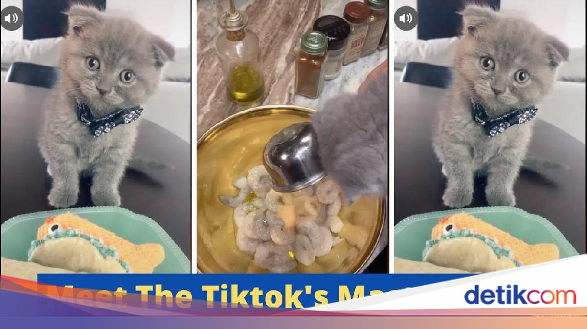 Pintar Memasak Kucing Imut Ini Langsung Viral di TikTok