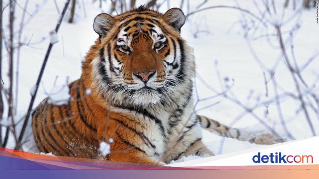 Penjaga Kebun Binatang Diserang Harimau Pengunjung Ketakutan